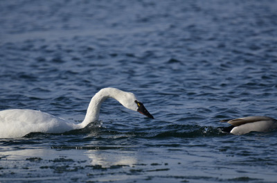 Photo of Tundra Swan Vs Mallard C on NaturalCrooksDotCom