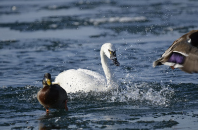 Photo of Tundra Swan Vs Mallard E on NaturalCrooksDotCom