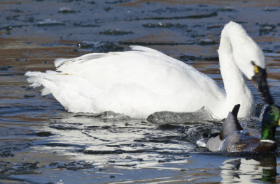 Photo of Tundra Swan Vs Mallard H on NaturalCrooksDotCom