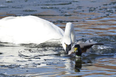 Photo of Tundra Swan Vs Mallard I on NaturalCrooksDotCom