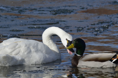 Photo of Tundra Swan Vs Mallard J Hiss on NaturalCrooksDotCom