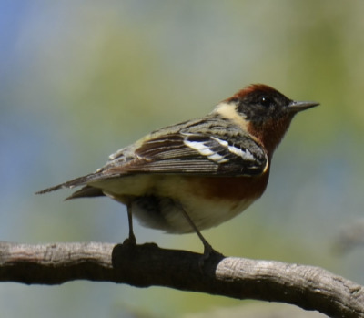 Photo of Bay Breasted Warbler 2015 on NaturalCrooksDotCom
