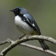Photo of Black Throated Blue Warbler Male 2015 on NaturalCrooksDotCom