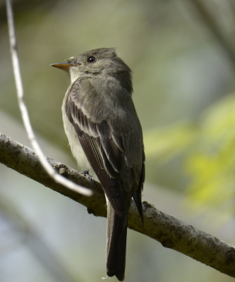 Photo of Eastern Wood Pewee from back on NaturalCrooksDotCom