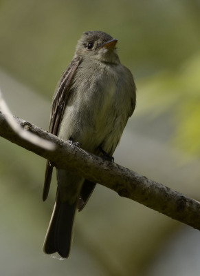 Photo of Eastern Wood Pewee from front on NaturalCrooksDotCom