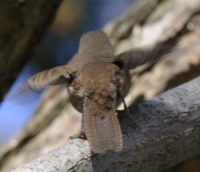 Photo of House Wren Male Flutters On NaturalCrooksDotCom