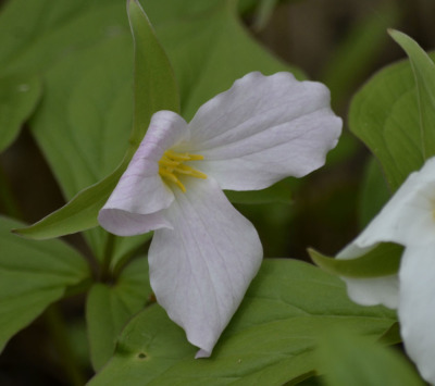 Why Do These Trilliums Have a Green Stripe on Each Petal? | Natural ...