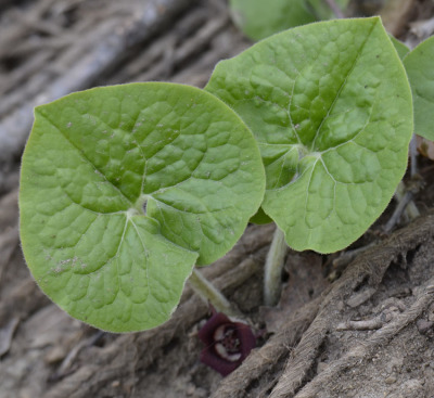 Photo of Wild Ginger Leaves Replanted on NaturalCrooksDotCom