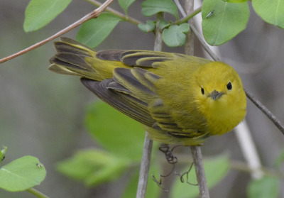 Photo of Yellow Warbler Female 2015 on NaturalCrooksDotCom