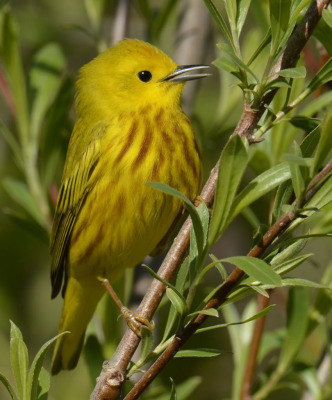Photo of Yellow Warbler Male Singing 2015 on NaturalCrooksDotCom
