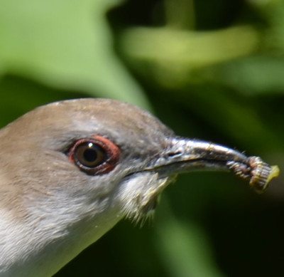 Photo of Black Billed Cuckoo Facial Closeup on NaturalCrooksDotCom