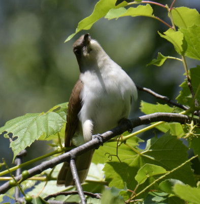 Photo of Black Billed Cuckoo Looking for Prey on NaturalCrooksDotCom