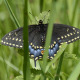 Photo of Black Swallowtail Butterfly Female on NaturalCrooksDotCom
