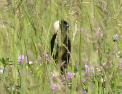 Photo of Bobolink Male in Hayfield on NaturalCrooksDotCom