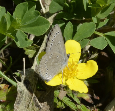 Photo of Butterfly Blue Side View on Yellow Flower on NaturalCrooksDotCom