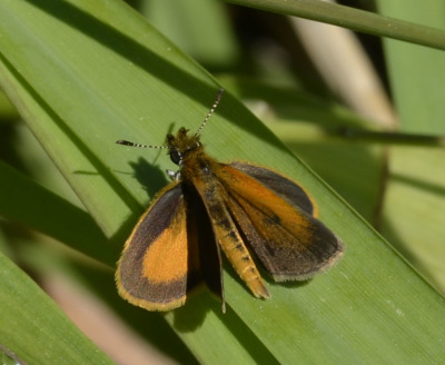 Photo of Butterfly Orange With Dark Margins on NaturalCrooksDotCom