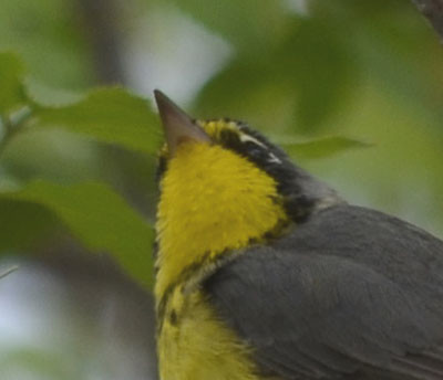 Photo of Canada Warbler Throat On NaturalCrooksDotCom