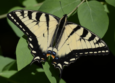 Photo of Eastern Tiger Swallowtail on NaturalCrooksDotCom