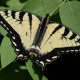 Photo of Eastern Tiger Swallowtail on NaturalCrooksDotCom