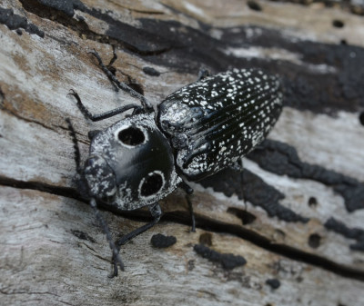 Photo of Eyed Click Beetle Head on on NaturalCrooksDotCom