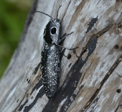 Photo of Eyed Click Beetle from Side on NaturalCrooksDotCom