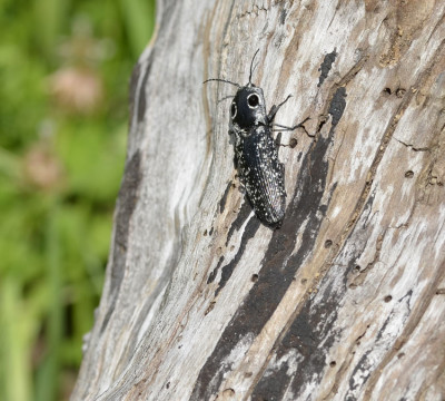 Photo of Eyed Click Beetle on Log on NaturalCrooksDotCom