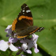Photo of Red Admiral on Dames Rocket June 2015 on NaturalCrooksDotCom