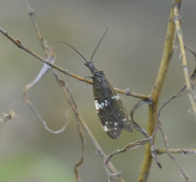 Photo of Unknown Creekside Butterfly or Insect on NaturalCrooksDotCom