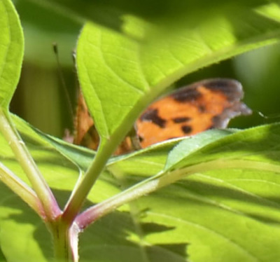 Photo of Unknown Orange Butterfly on NaturalCrooksDotCom