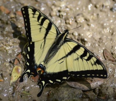 Photo of Yellow Coloured Swallowtail on NaturalCrooksDotCom