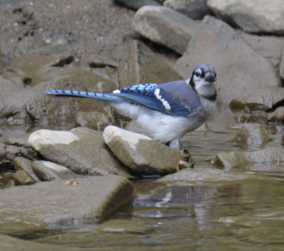 Photo of Blue Jay Bath Credit River on NaturalCrooksDotCom