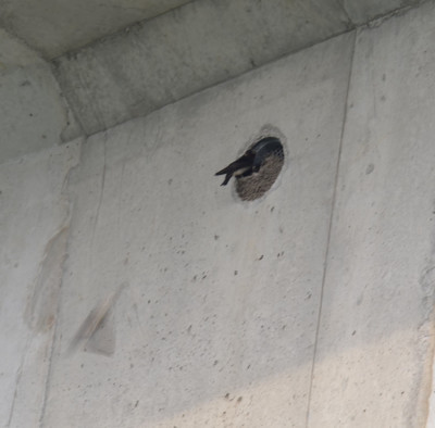 Photo of Cliff Swallow Building Nest on Burnhamthorpe Bridge On NaturalCrooksDotCom