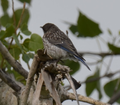 Photo of Eastern Bluebird Juvenile on NaturalCrooksDotCom