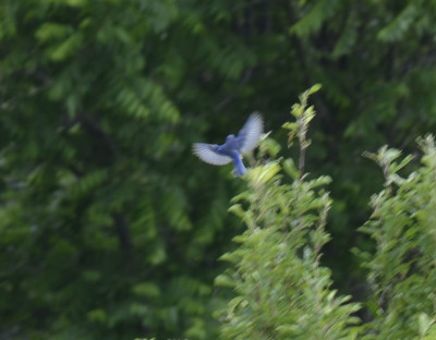 Photo of Eastern Bluebird Male Flight On NaturalCrooksDotCom