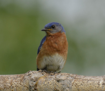 Photo of Eastern Bluebird Male Left On NaturalCrooksDotCom