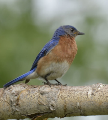 Photo of Eastern Bluebird Male Right On NaturalCrooksDotCom