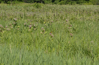 Photo of Fritillary in Field on NaturalCrooksDotCom