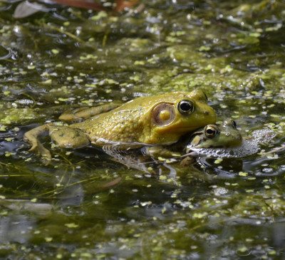 Photo of Green Frog Pair on NaturalCrooksDotCom