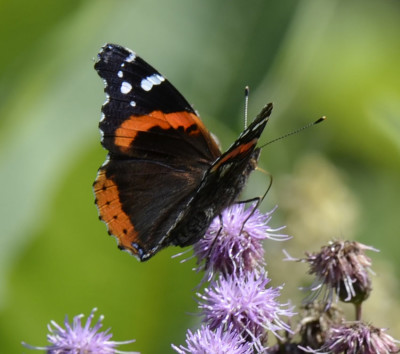 Photo of Red Admiral Knapweed or Thistle on NaturalCrooksDotCom
