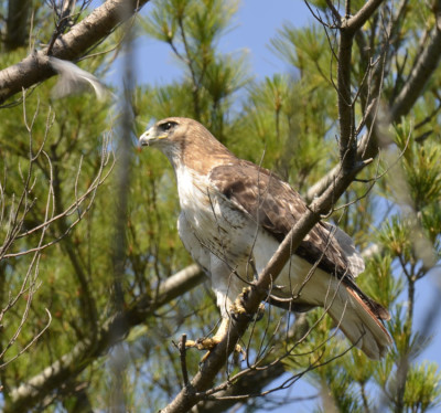 Photo of Red Tailed Hawk Blurred Gnatcatcher On NaturalCrooksDotCom