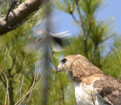 Photo of Red Tailed Hawk Gnatcatcher Bomb on NaturalCrooksDotCom