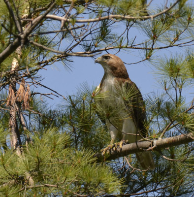 Photo of Red Tailed Hawk Pine Perched On NaturalCrooksDotCom
