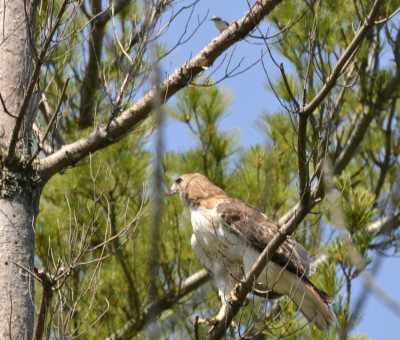 Photo of Red Tailed Hawk and Blue Gray Gnatcatcher Perched on NaturalCrooksDotCom