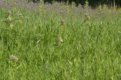 Photo of Sulphur in Meadow on NaturalCrooksDotCom