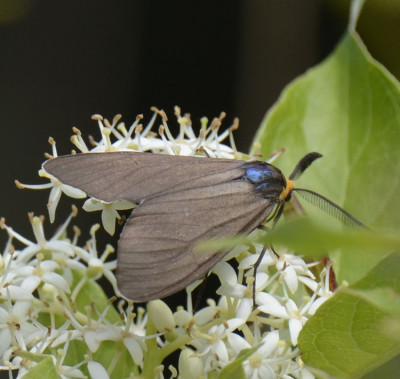 Photo of Virginia Ctenucha Moth Antenna on NaturalCrooksDotCom