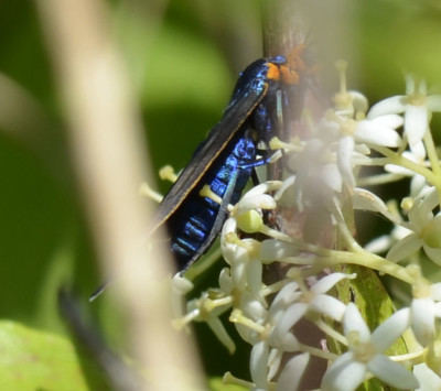 Photo of Virginia Ctenucha Moth Blue Body On NaturalCrooksDotCom