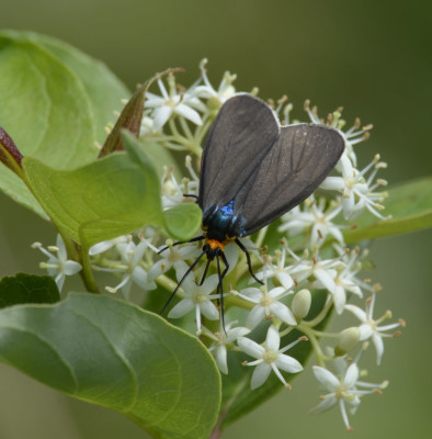 Photo of Virginia Ctenucha Moth Nectar on NaturalCrooksDotCom