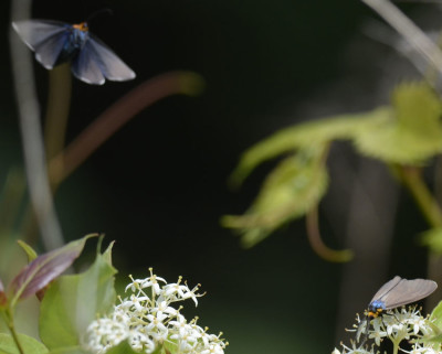 Photo of Virginia Ctenucha Moths Flight on NaturalCrooksDotCom