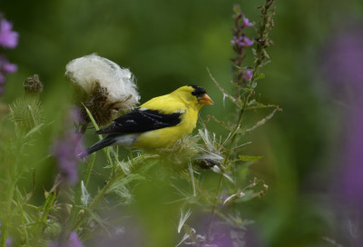 Photo of American Goldfinch Framed Purple on NaturalCrooksDotCom
