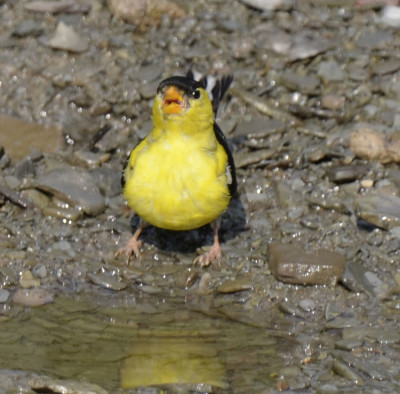 Photo of American Goldfinch Sipping Water on NaturalCrooksDotCom